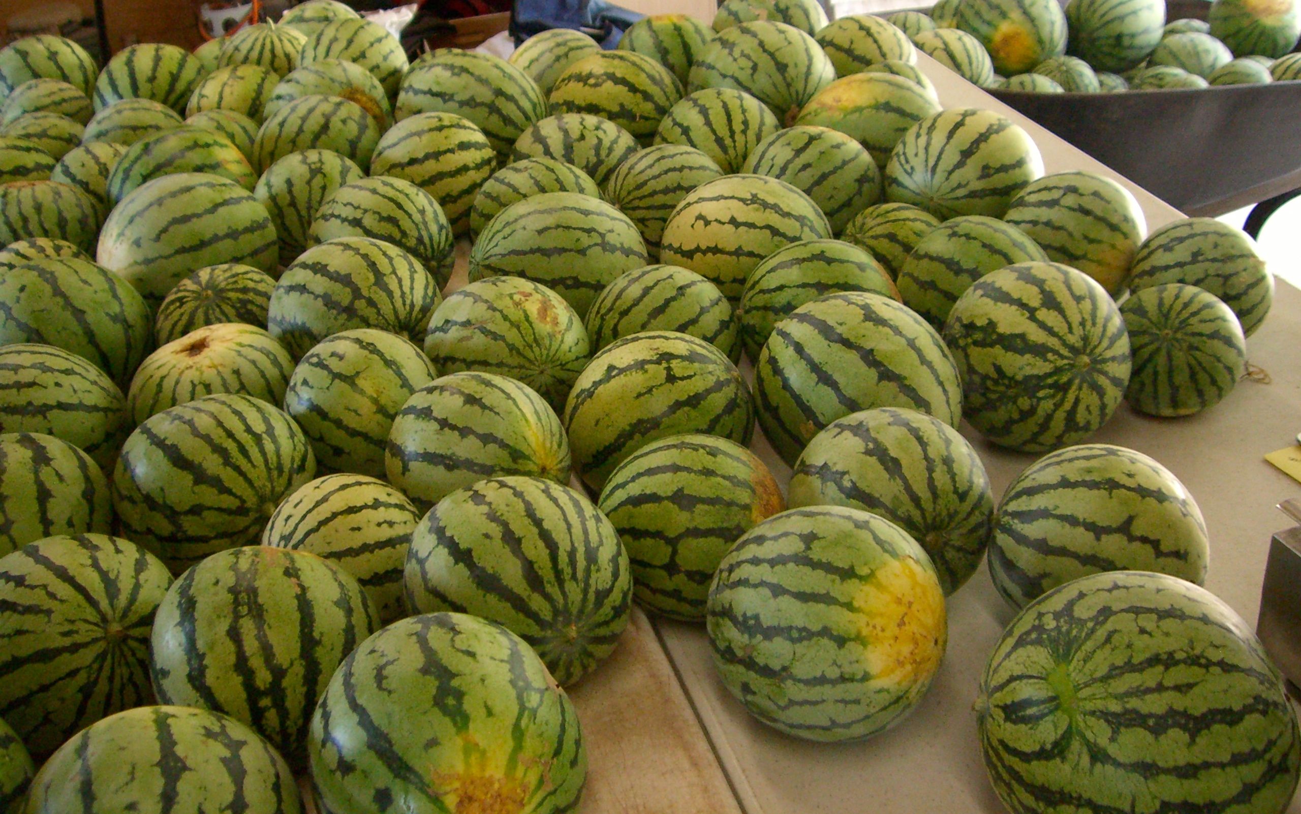 Разные формы арбуза. Разные арбузы. Виды арбузов. Watermelon and Melon. A lot of Watermelons.